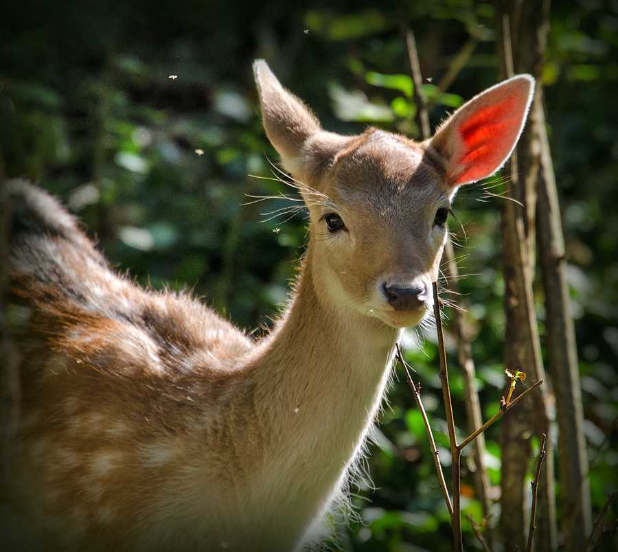 Лань фото животное