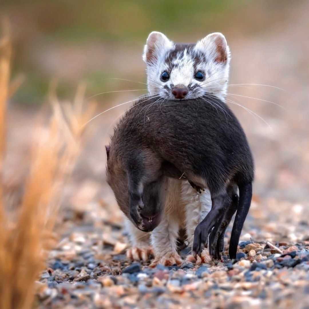 Как выглядит ласка и ее пища?