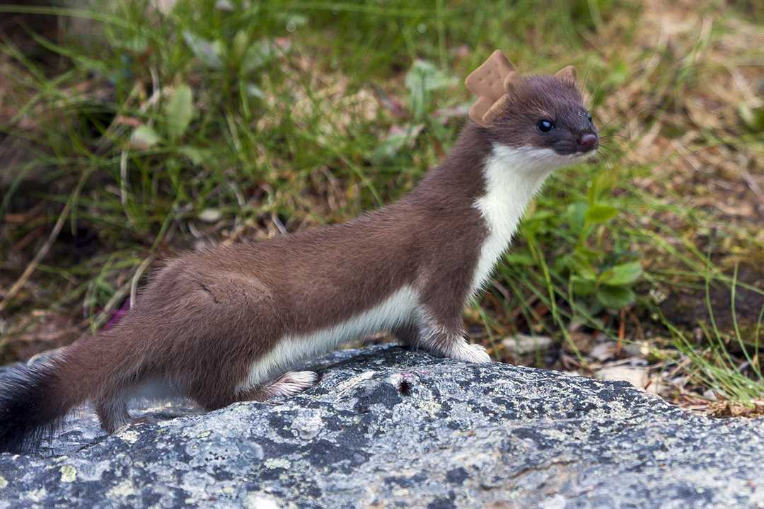 Ласка: зверек и его история