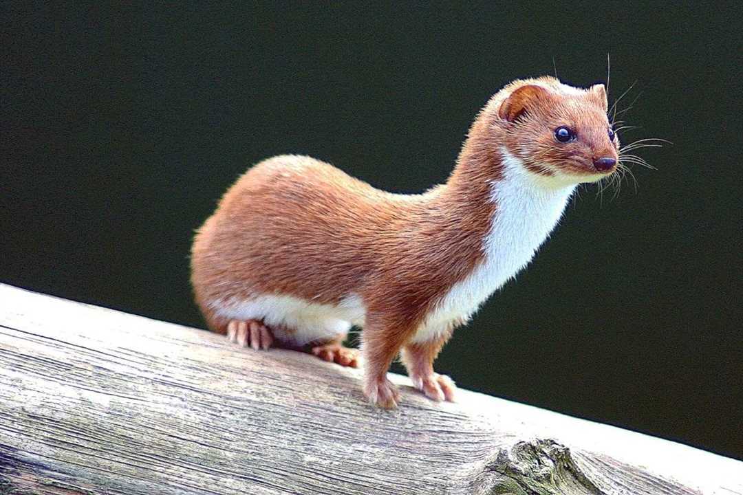 Ласка животное фото Ласка животное фото