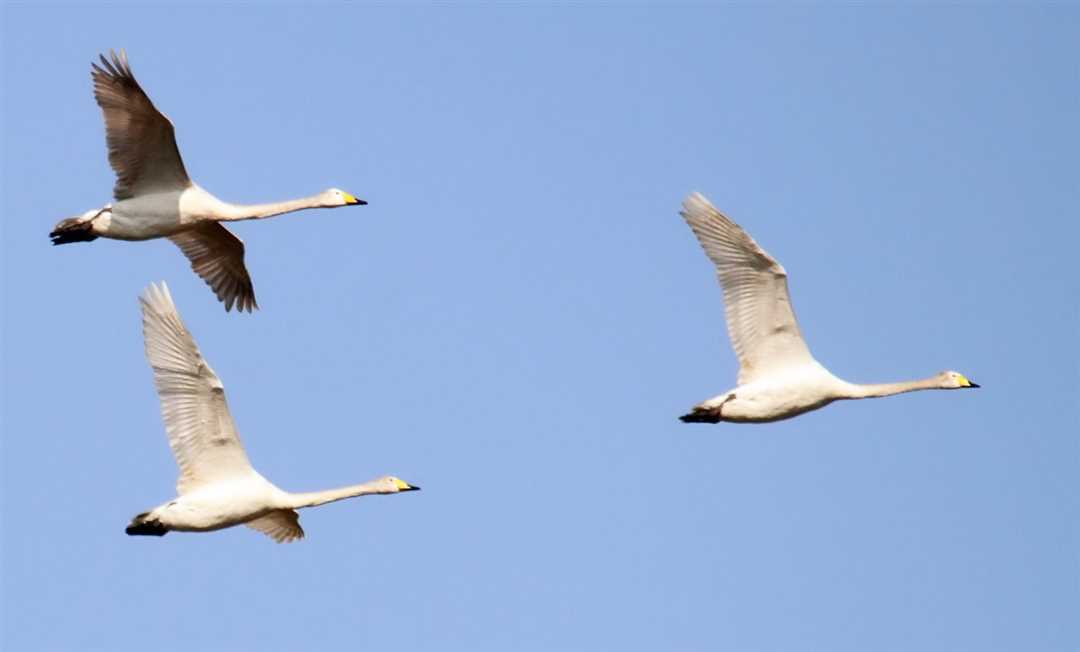 Птенец лебедя как называется