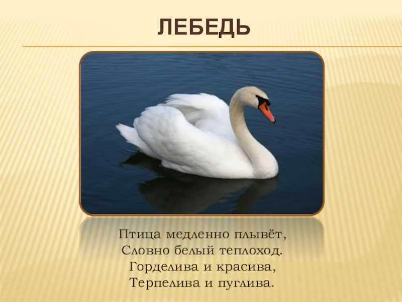 Лебедь перелетная птица или нет
