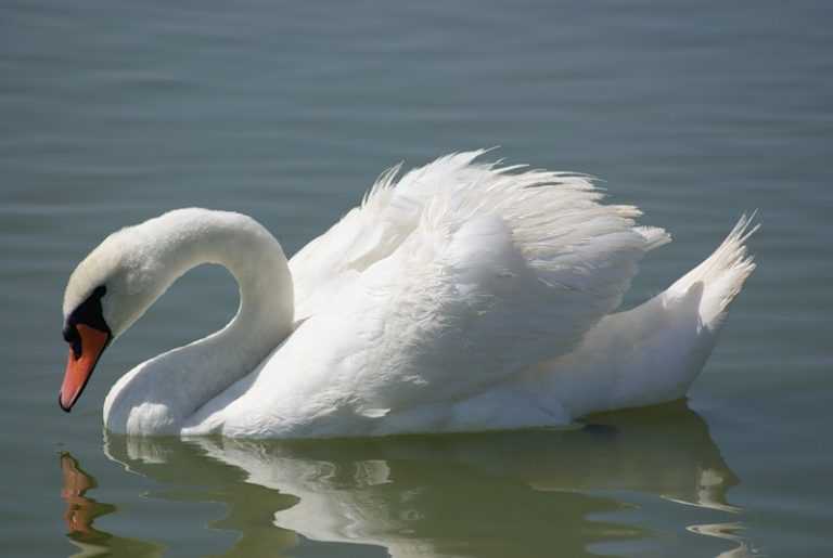 Лебедь шипун и его роль в Красной книге России