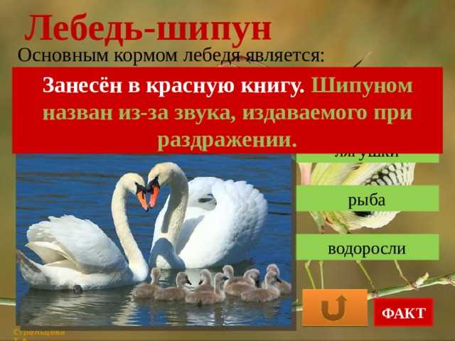 Лебедь шипун красная книга