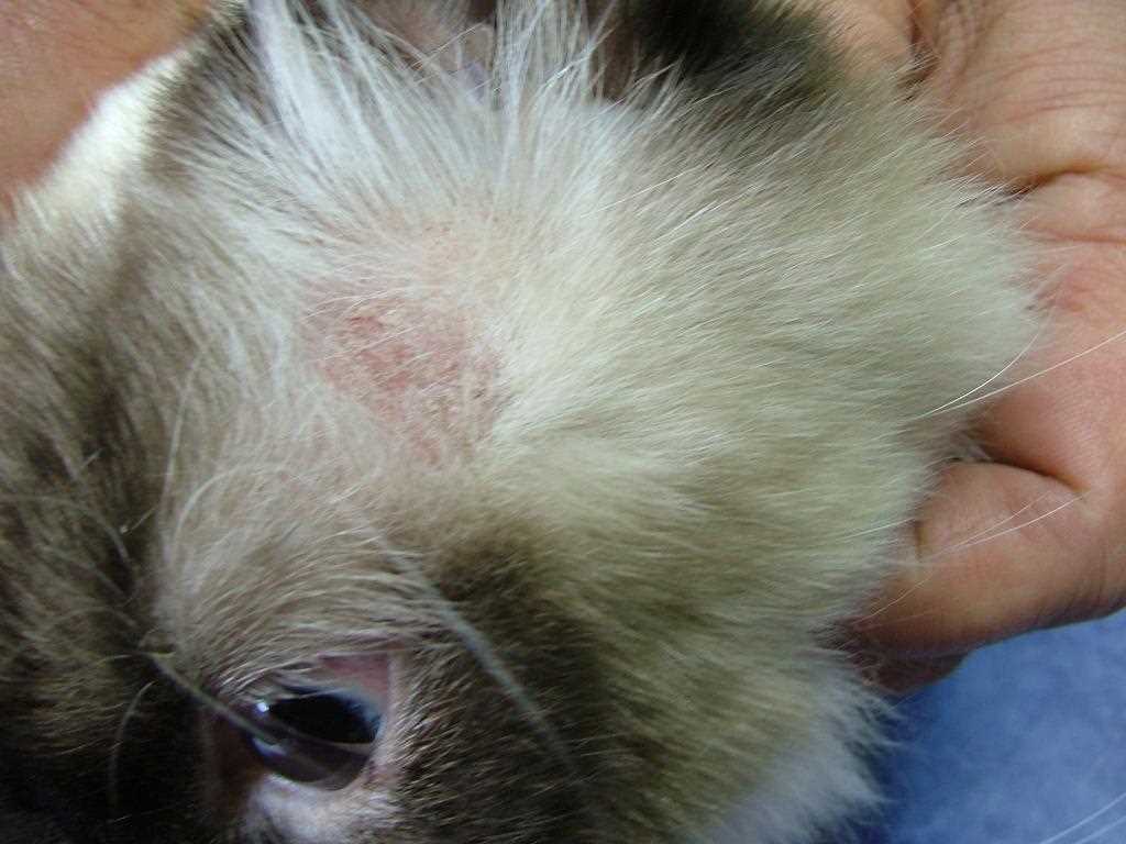 Профилактика повторного заболевания