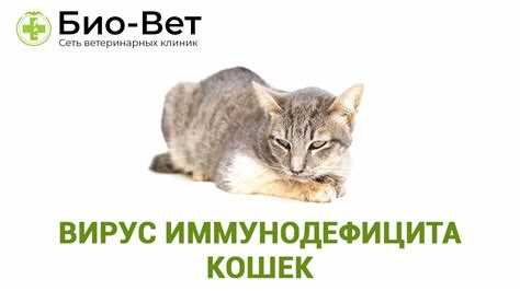 Лейкоз у кошек: симптомы, причины и методы лечения Лейкоз у кошек: симптомы, причины и методы лечения