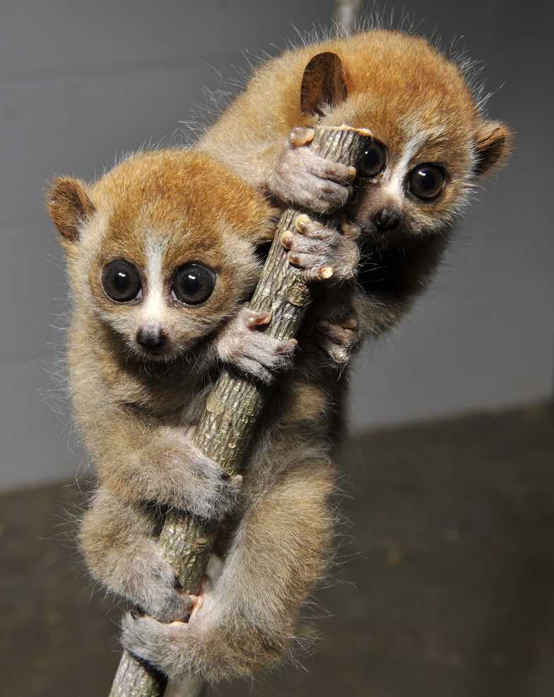 Где живут лемуры