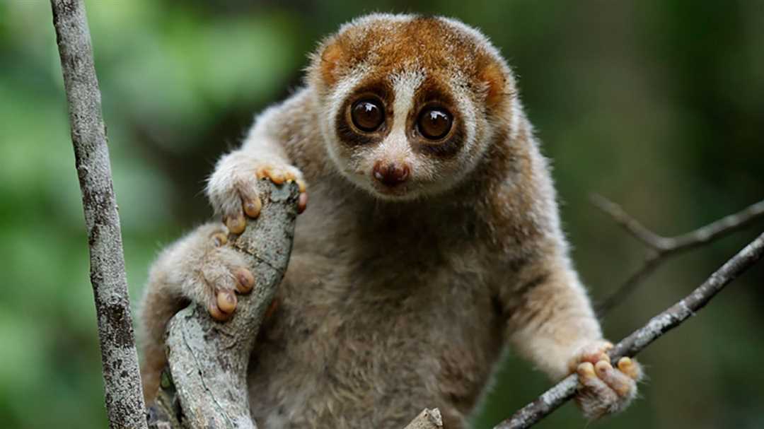 Чем питаются лемуры?