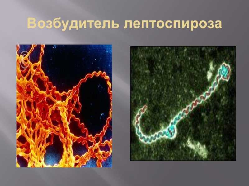 Инфекция лептоспироз. Лептоспироз животных возбудитель. Возбудитель лептоспироза собак. Leptospira interrogans возбудитель. Лептоспиры микробиология.