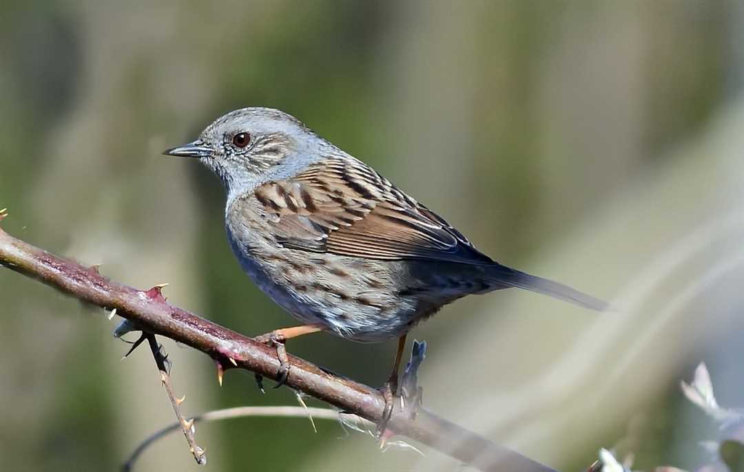 Экосистема завирушки