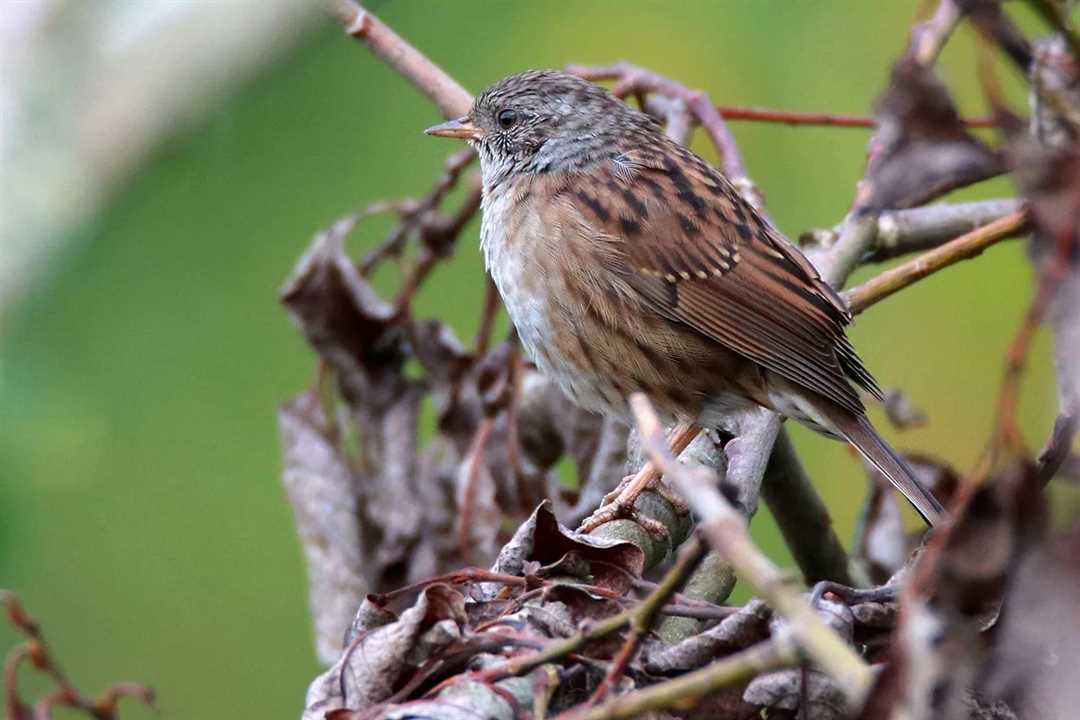 Интересные факты об альпийской завирушке: