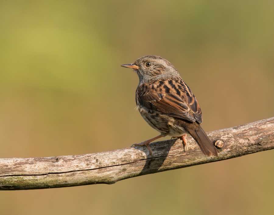 Птица завирушка в объективе фотографов: захватывающие кадры