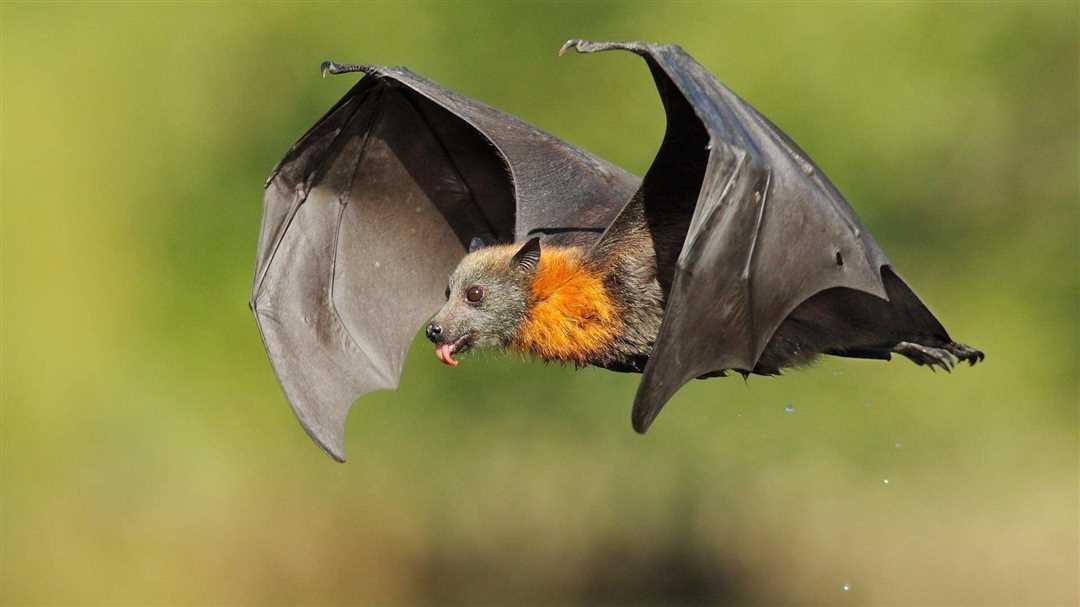 Летающая собака: загадочное существо с крыльями