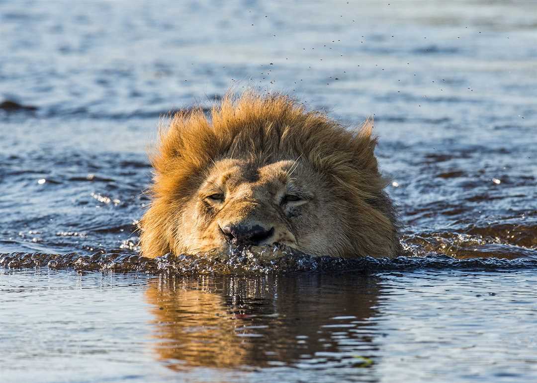 Лев в воде: плавающая грация и мощь зверя