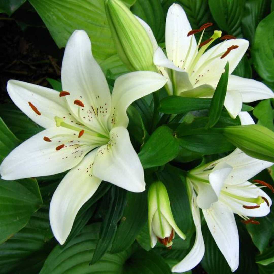 Выбор и подготовка места для высадки