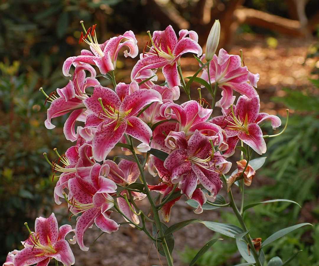 Лилии сорта с фото и названиями: полный каталог и советы по выращиванию