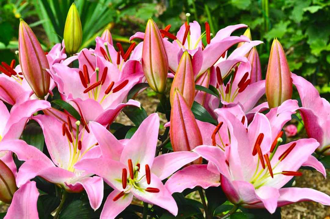 Уход за лилией