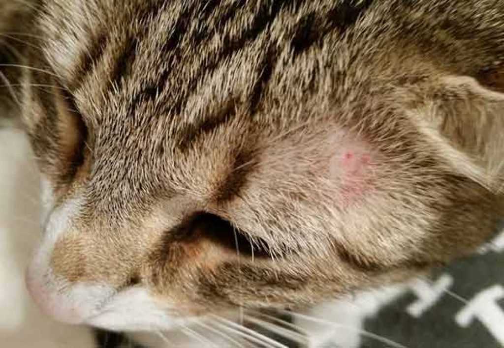 Лишай у кошек: причины, симптомы и методы лечения Лишай у кошек: причины, симптомы и методы лечения