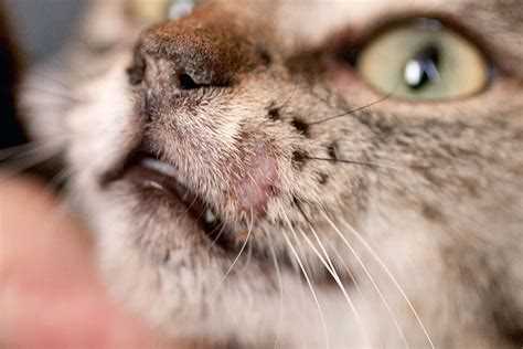 Диагностика у ветеринара