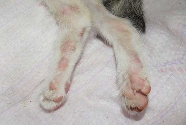 Лишай у кошки: симптомы, лечение и профилактика Лишай у кошки: симптомы, лечение и профилактика