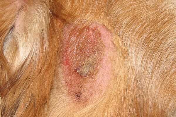 Лишай у собак: симптомы, лечение и профилактика | Собачий мир Лишай у собак: симптомы, лечение и профилактика | Собачий мир