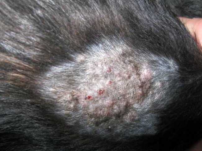 Лишай у собаки: фото и симптомы заболевания