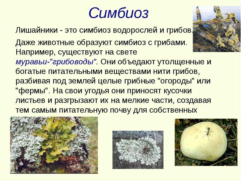 Примеры нахлебничества в природе