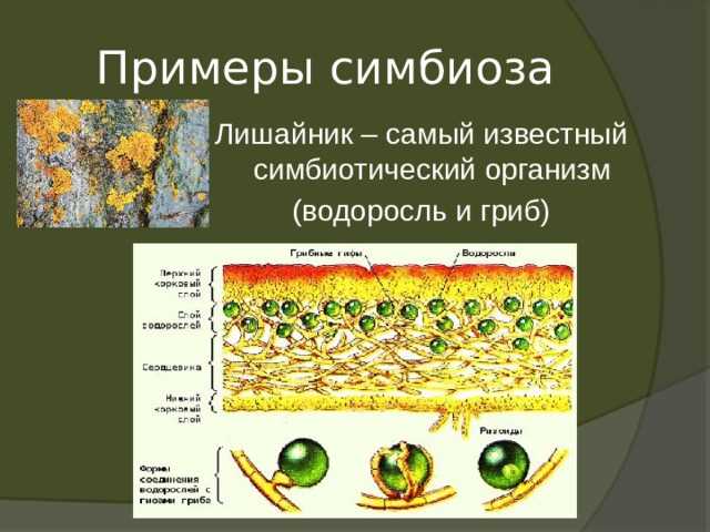 Примеры симбиоза в природе