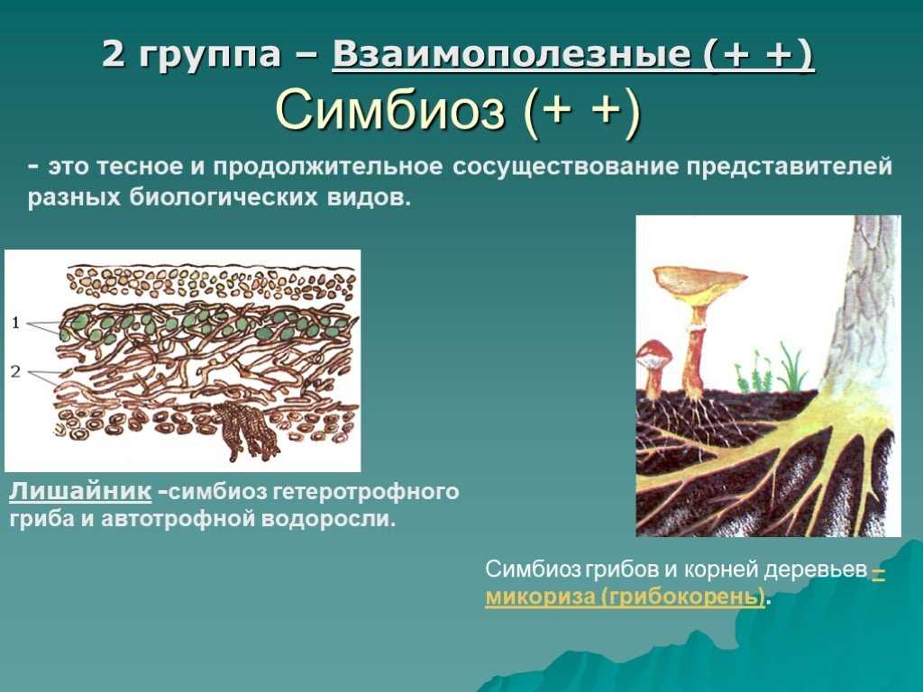 Какие симбиозы образуют грибы. Лишайник микориза симбиоз. Лишайник это симбиоз. Симбиоз лишайников и микоризы. Микориза Тип взаимоотношения.