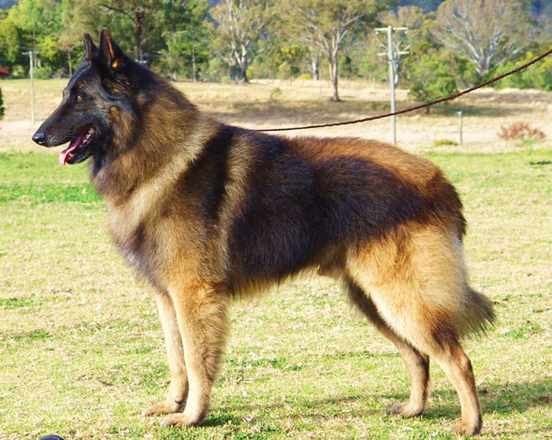 Лучшие фото бельгийских овчарок: выбирайте своего будущего питомца