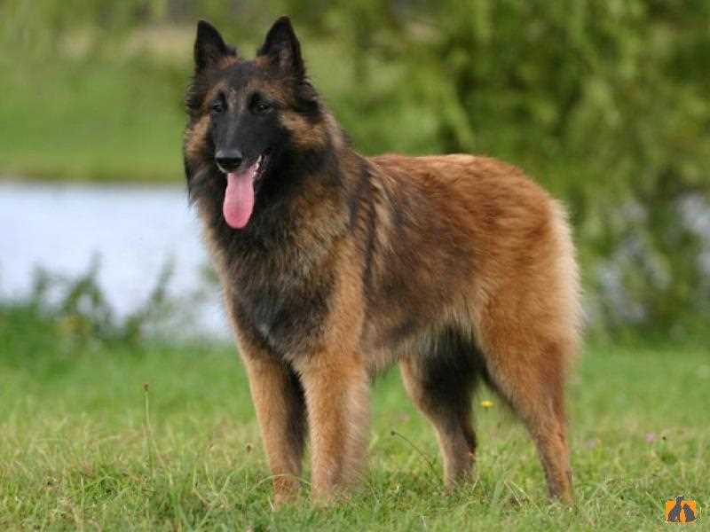 Ошибки, которые нужно избегать при выборе щенка