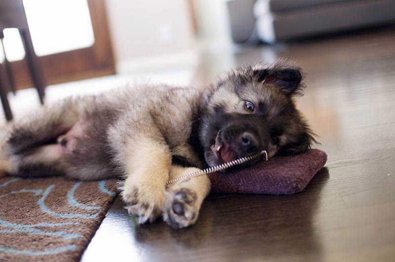 Раздел 4: Полезные советы по выбору клички