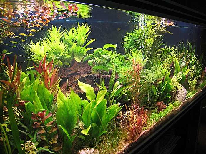 Лучшие растения для аквариума: как выбрать и ухаживать Лучшие растения для аквариума: как выбрать и ухаживать