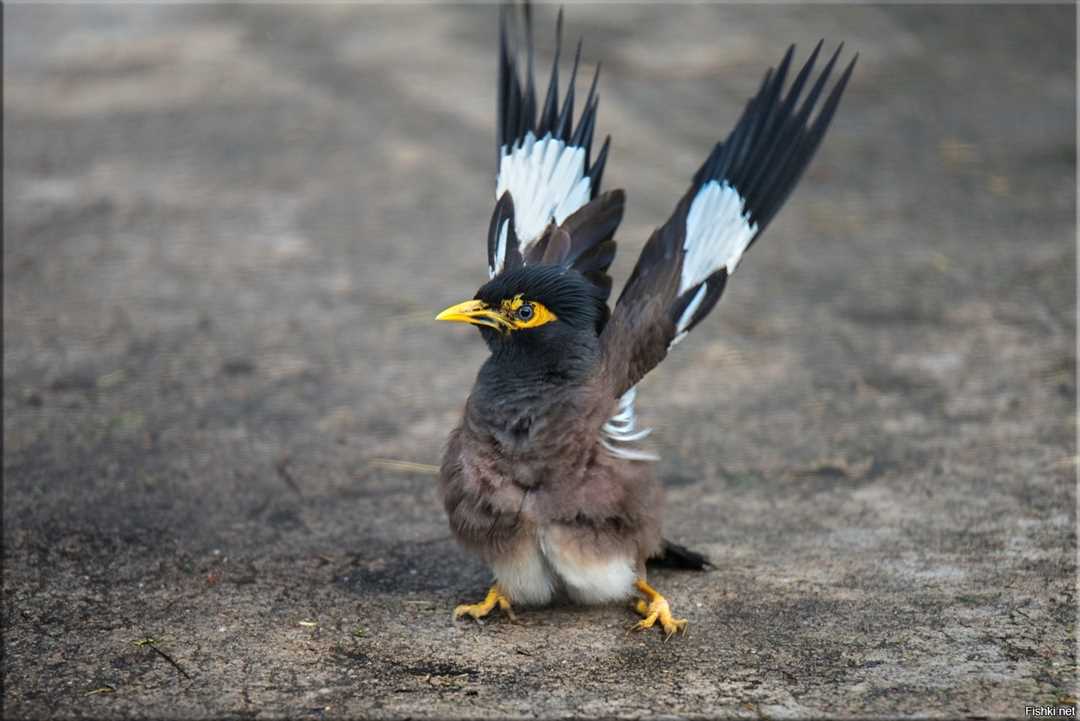 Священная майна: афганский скворец с фото
