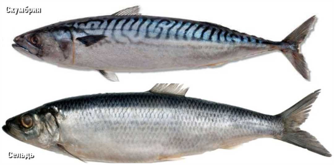 Скумбрия: места обитания в России