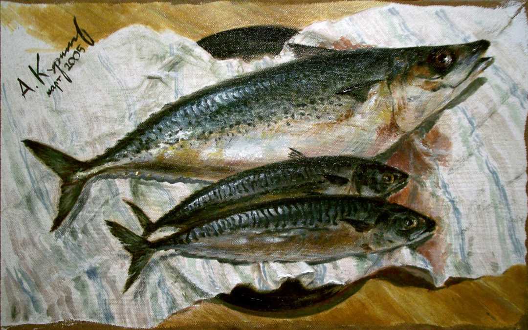 Макрель и скумбрия - в чем разница? Макрель и скумбрия чем отличаются