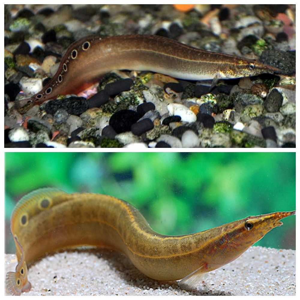 Аквариумная рыбка макрогнатус - похожая на угря