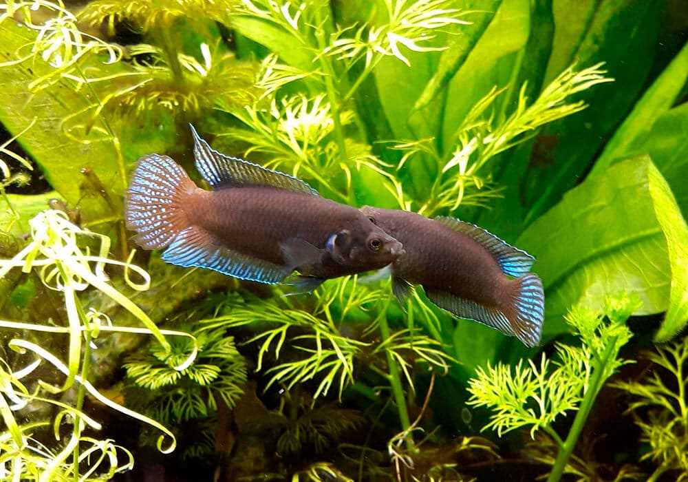 Питание макропода