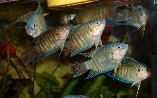 Макропод: родина обитания и особенности рыбки