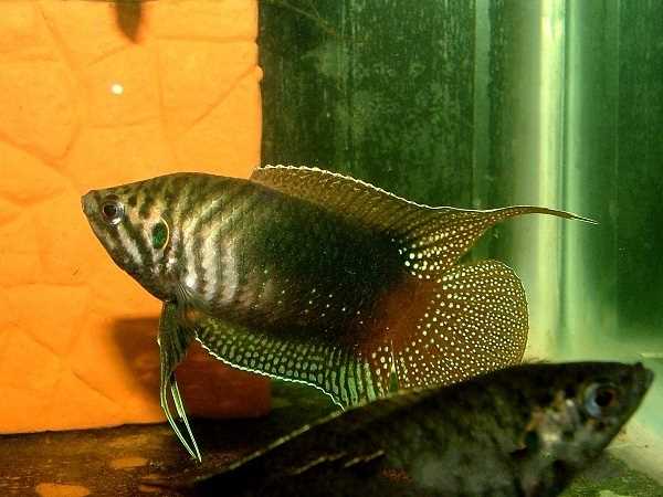 Макропод - экзотическая рыба для вашего аквариума