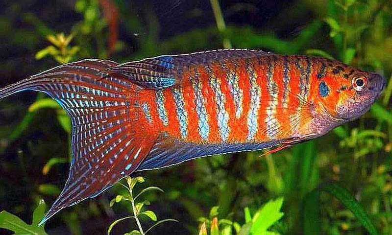 Макропод родина рыбки