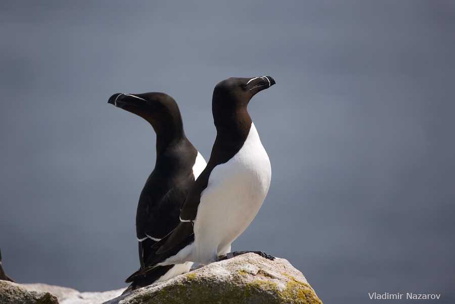 Питание и особенности поведения