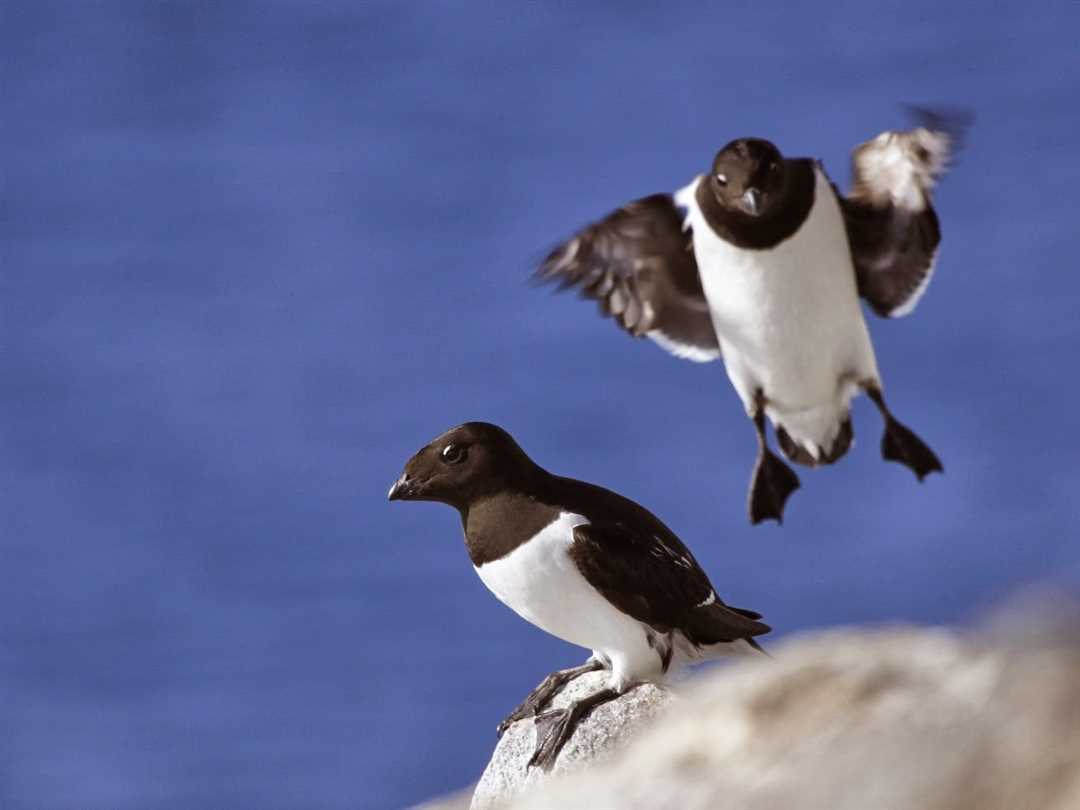 Гнездование и размножение малой гагарки