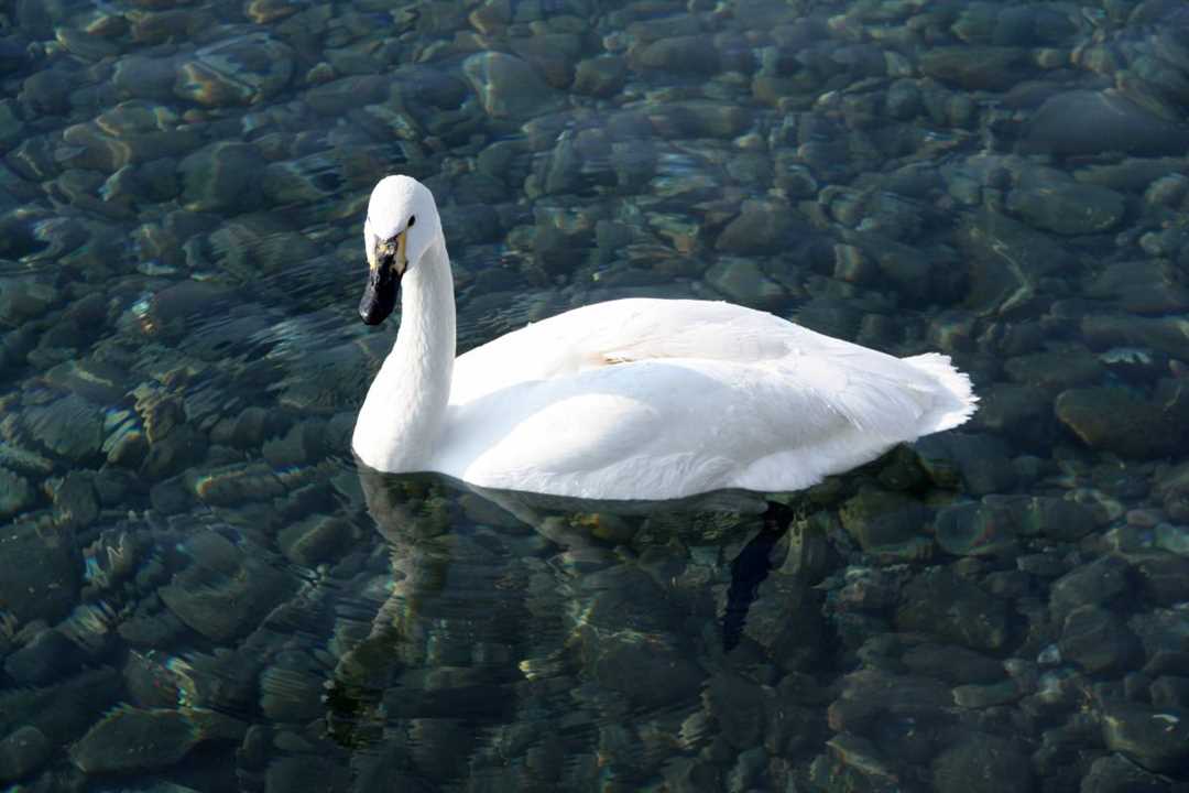 Сообщение о малом тундровом лебеде: изучение и характеристики