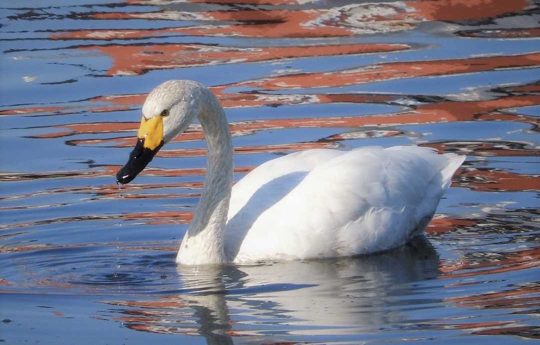 Маленькие лебеди: фотографии и виды