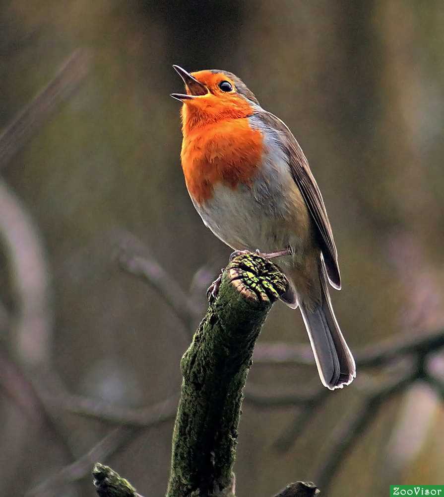 Как выглядит малиновка?