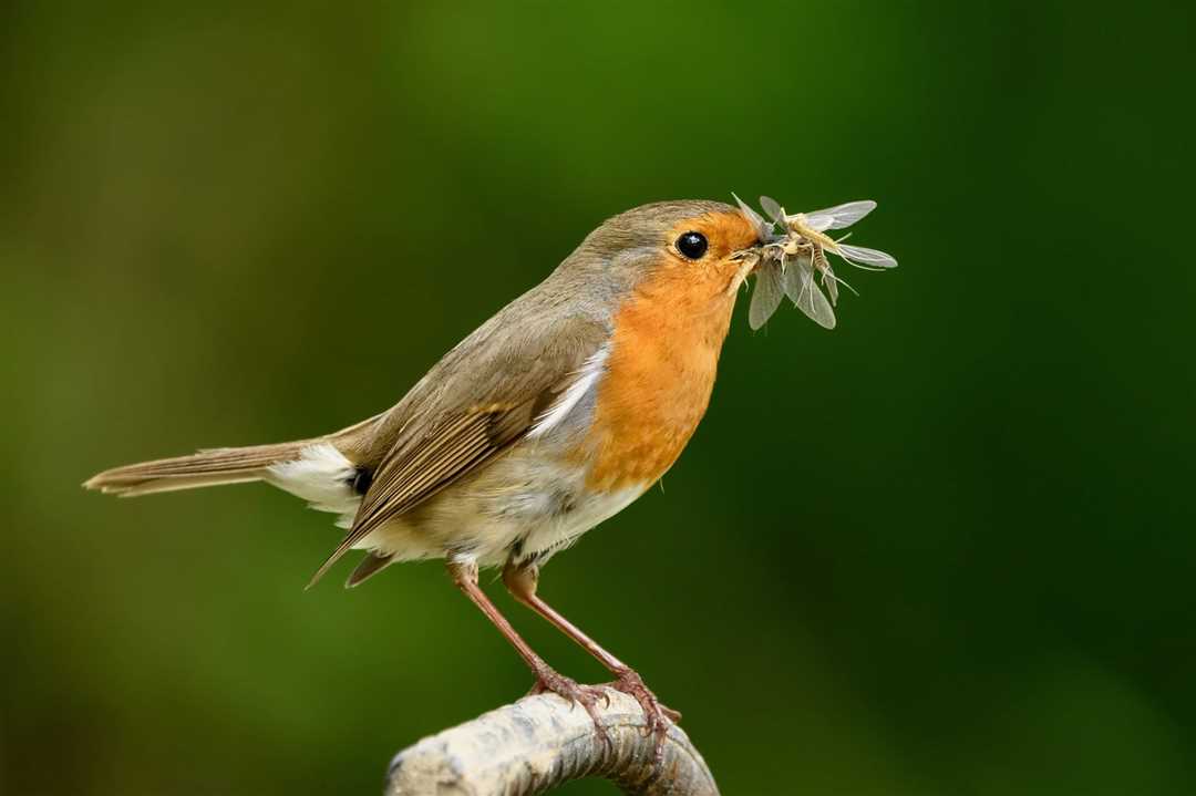 Малиновка птица фото Малиновка птица фото