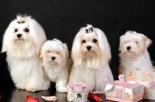 Мальтийская болонка: все плюсы и минусы породы для будущих хозяев Мальтийская болонка: все плюсы и минусы породы для будущих хозяев