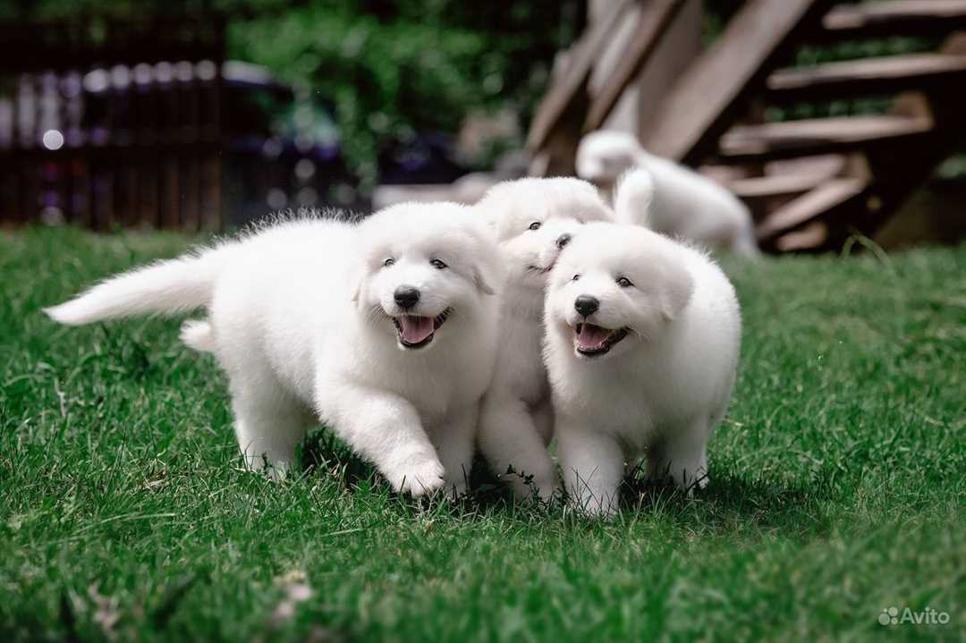 Маремма абруццкая овчарка: описание, фото, щенки