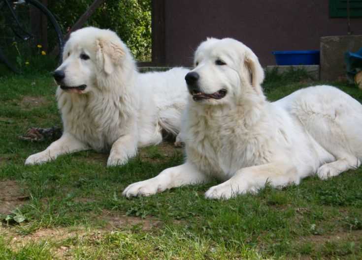 Маремма абруццкая овчарка: характеристики породы, уход и воспитание